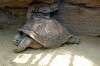 ueno_zoo_1802_mini.jpg
