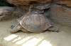 ueno_zoo_1804_mini.jpg