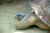 ueno_zoo_1807_mini.jpg