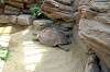 ueno_zoo_1808_mini.jpg