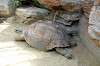 ueno_zoo_1809_mini.jpg