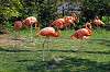 ueno_zoo_1823_mini.jpg
