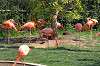 ueno_zoo_1824_mini.jpg