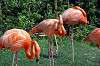 ueno_zoo_1826_mini.jpg