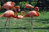 ueno_zoo_1827_mini.jpg