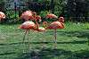 ueno_zoo_1828_mini.jpg