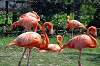 ueno_zoo_1830_mini.jpg