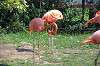 ueno_zoo_1831_mini.jpg
