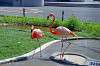 ueno_zoo_1832_mini.jpg