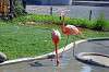 ueno_zoo_1833_mini.jpg