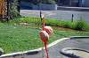 ueno_zoo_1834_mini.jpg