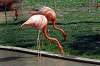 ueno_zoo_1837_mini.jpg