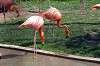 ueno_zoo_1838_mini.jpg