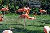 ueno_zoo_1839_mini.jpg