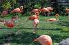 ueno_zoo_1840_mini.jpg