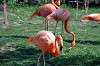 ueno_zoo_1842_mini.jpg
