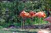 ueno_zoo_1846_mini.jpg