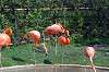ueno_zoo_1849_mini.jpg
