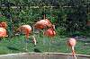 ueno_zoo_1850_mini.jpg