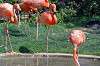 ueno_zoo_1852_mini.jpg