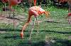 ueno_zoo_1854_mini.jpg