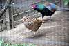ueno_zoo_1856_mini.jpg