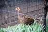 ueno_zoo_1858_mini.jpg