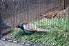 ueno_zoo_1859_mini.jpg