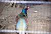 ueno_zoo_1868_mini.jpg