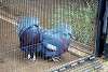 ueno_zoo_1873_mini.jpg