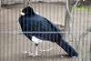 ueno_zoo_1892_mini.jpg