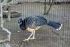 ueno_zoo_1896_mini.jpg