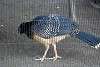ueno_zoo_1902_mini.jpg