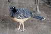 ueno_zoo_1903_mini.jpg