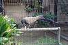 ueno_zoo_1929_mini.jpg