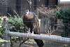 ueno_zoo_1938_mini.jpg