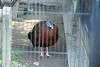 ueno_zoo_1939_mini.jpg