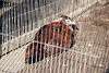 ueno_zoo_1995_mini.jpg