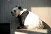 ueno_zoo_2006_mini.jpg