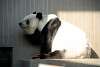 ueno_zoo_2009_mini.jpg