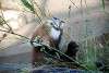 ueno_zoo_2020_mini.jpg
