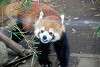 ueno_zoo_2021_mini.jpg