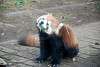 ueno_zoo_2026_mini.jpg
