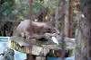 ueno_zoo_2032_mini.jpg