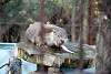 ueno_zoo_2033_mini.jpg