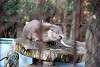 ueno_zoo_2034_mini.jpg