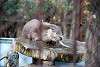 ueno_zoo_2035_mini.jpg