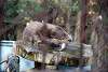 ueno_zoo_2037_mini.jpg