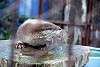 ueno_zoo_2038_mini.jpg
