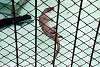 ueno_zoo_2041_mini.jpg